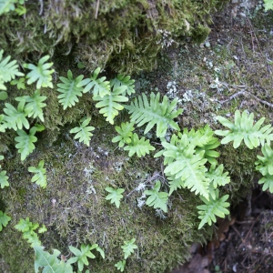 Photographie n°2139591 du taxon Polypodium cambricum L. [1753]