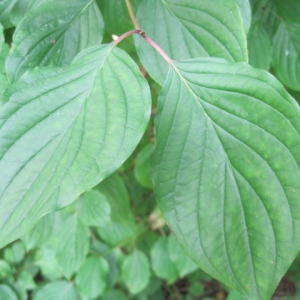 Photographie n°2139719 du taxon Cornus sanguinea L. [1753]