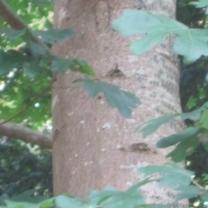 Photographie n°2139753 du taxon Acer campestre var. hebecarpum DC.