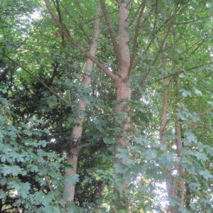 Photographie n°2139754 du taxon Acer campestre var. hebecarpum DC.