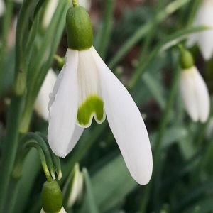 Photographie n°2139771 du taxon Galanthus nivalis L. [1753]