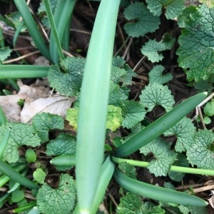 Photographie n°2139772 du taxon Galanthus nivalis L. [1753]