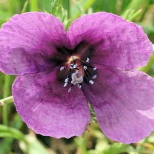 Photographie n°2139861 du taxon Roemeria hybrida subsp. hybrida 