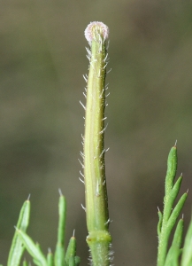 liliane Pessotto, le 12 avril 2014 (Bardenas Reales de Navarra (lac el Ferial))