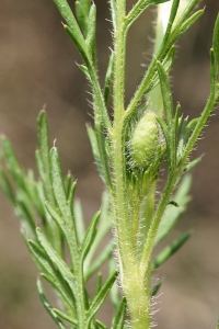 liliane Pessotto, le 12 avril 2014 (Bardenas Reales de Navarra (lac el Ferial))