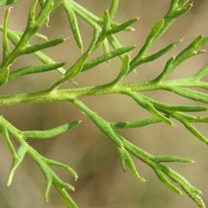  - Roemeria hybrida subsp. hybrida 