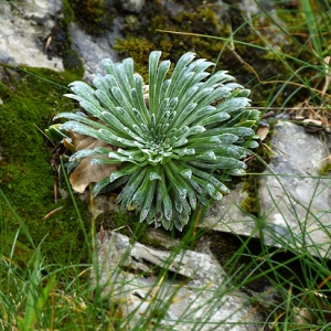 Photographie n°2139877 du taxon Saxifraga longifolia Lapeyr. [1801]