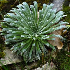 Photographie n°2139878 du taxon Saxifraga longifolia Lapeyr. [1801]