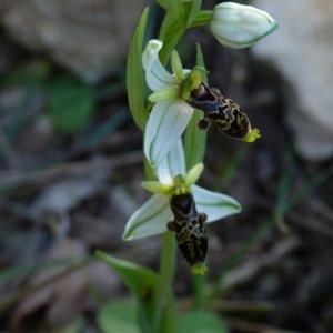 Photographie n°2139897 du taxon Ophrys philippei Gren. [1859]