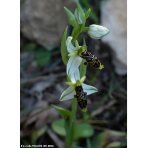 Ophrys philippei Gren. (Ophrys du Gapeau)