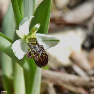 Photographie n°2139899 du taxon Ophrys philippei Gren. [1859]
