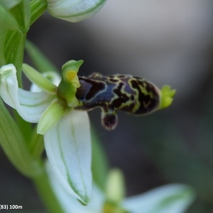 Photographie n°2139900 du taxon Ophrys philippei Gren. [1859]