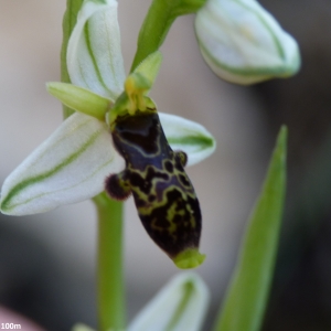 Photographie n°2139901 du taxon Ophrys philippei Gren. [1859]