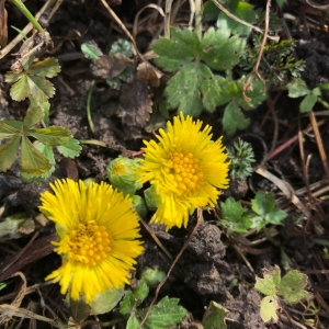 Photographie n°2139904 du taxon Tussilago farfara L. [1753]