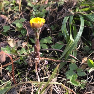 Photographie n°2139905 du taxon Tussilago farfara L. [1753]