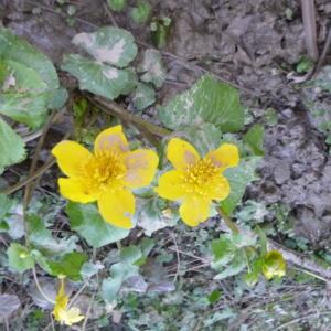 Photographie n°2139923 du taxon Caltha palustris L. [1753]