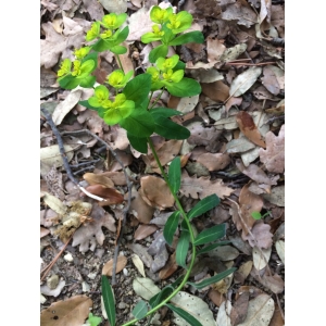 Euphorbia hyberna subsp. canutii (Parl.) Tutin (Euphorbe de Canut)