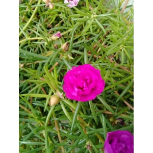 Portulaca grandiflora Hook. (Chivalyé onzè)