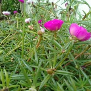  - Portulaca grandiflora Hook.