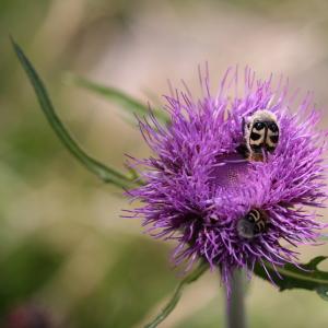 Photographie n°2140093 du taxon Cirsium heterophyllum (L.) Hill [1768]