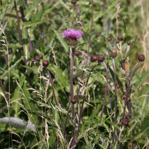 Photographie n°2140095 du taxon Cirsium heterophyllum (L.) Hill [1768]