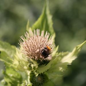 Photographie n°2140096 du taxon Cirsium oleraceum (L.) Scop. [1769]