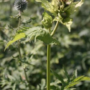 Photographie n°2140098 du taxon Cirsium oleraceum (L.) Scop. [1769]