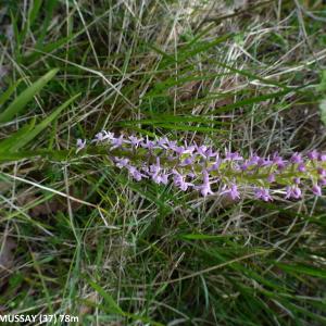  - Gymnadenia pyrenaica (Philippe) Giraudias [1892]