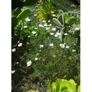 Argyranthemum frutescens (L.) Sch.Bip.