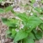  Véronique Le Lann - Veronica urticifolia Jacq. [1773]