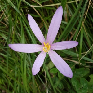Photographie n°2140472 du taxon Colchicum autumnale L. [1753]