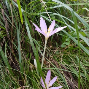 Photographie n°2140473 du taxon Colchicum autumnale L. [1753]