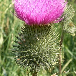 Photographie n°2140489 du taxon Cirsium palustre (L.) Scop. [1772]