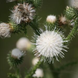 Photographie n°2140490 du taxon Cirsium palustre (L.) Scop. [1772]