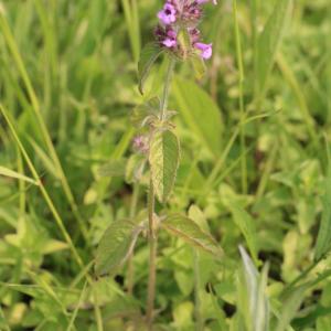 Photographie n°2140494 du taxon Clinopodium vulgare L.