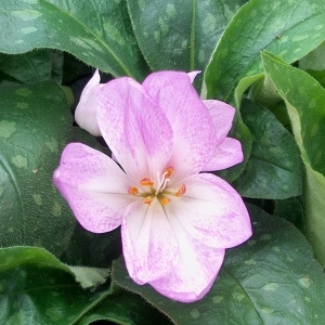 Photographie n°2140500 du taxon Colchicum autumnale L. [1753]