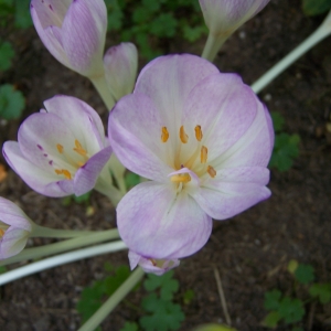 Photographie n°2140501 du taxon Colchicum autumnale L. [1753]