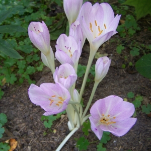 Photographie n°2140502 du taxon Colchicum autumnale L. [1753]