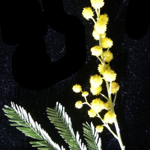 Photographie n°2140510 du taxon Acacia dealbata Link [1822]