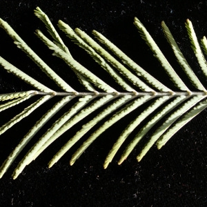 Photographie n°2140515 du taxon Acacia dealbata Link [1822]