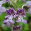  Sylvain Piry - Orchis militaris L. [1753]