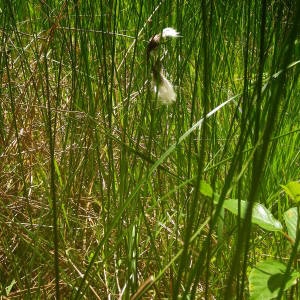 Photographie n°2140567 du taxon Eriophorum angustifolium Honck. [1782]