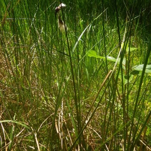 Photographie n°2140568 du taxon Eriophorum angustifolium Honck. [1782]