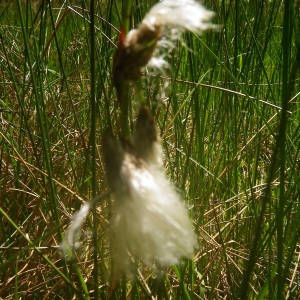 Photographie n°2140569 du taxon Eriophorum angustifolium Honck. [1782]