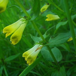 Photographie n°2140579 du taxon Melampyrum pratense L. [1753]