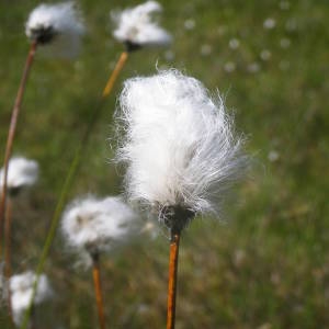 Photographie n°2140583 du taxon Eriophorum vaginatum L. [1753]