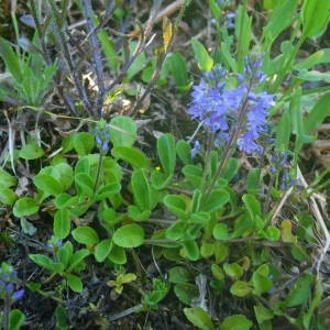 Photographie n°2140591 du taxon Veronica officinalis L. [1753]