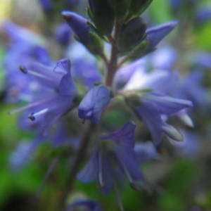 Photographie n°2140592 du taxon Veronica officinalis L. [1753]