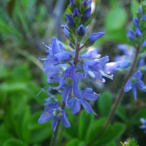 Photographie n°2140593 du taxon Veronica officinalis L. [1753]