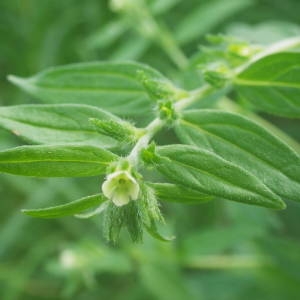 Photographie n°2140597 du taxon Lithospermum officinale L. [1753]